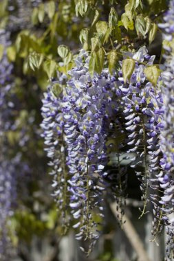 Wisteria. Bahar Eflatun çiçek. Bahçe çiçek açmış. Sıcak bahar.