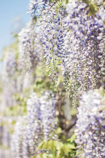 Wisteria. Spring lilac flower. Blooming garden. Warm spring.