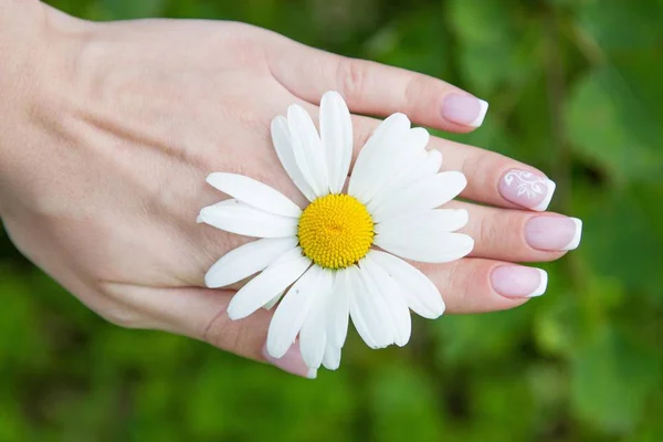 Female hands and chamomile. Woman holding a daisy. Manicure. — Stock Photo, Image