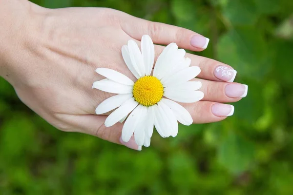 Female hands and chamomile. Woman holding a daisy. Manicure. — Stock Photo, Image