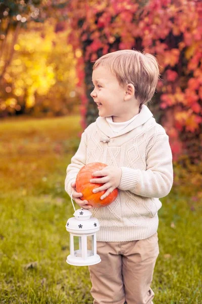 En söt liten pojke på 3 år promenader i parken hösten. Pojken håller en pumpa. Varm höst. Röda blad. En pojke i en stickad — Stockfoto