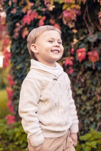 Milý chlapeček 3 roky chodí v podzimním parku. Teplý podzim. Červené listy. Chlapec v pletený svetr. — Stock fotografie