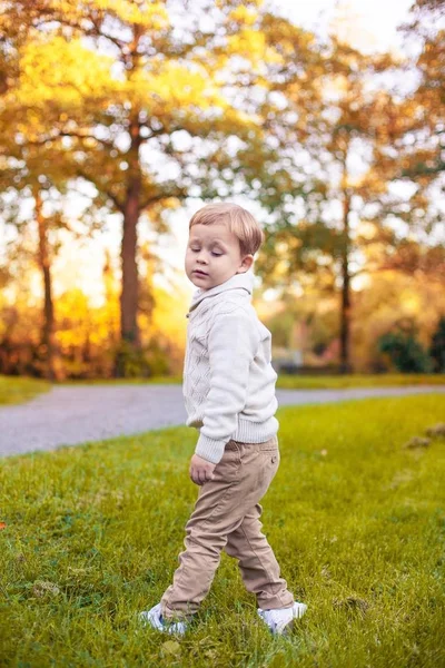 Milý chlapeček 3 roky chodí v podzimním parku. Teplý podzim. Červené listy. Chlapec v pletený svetr. Littel boy. — Stock fotografie