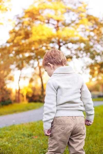 En söt liten pojke på 3 år promenader i parken hösten. Varm höst. Röda blad. En pojke i en stickad tröja. Littel pojke. — Stockfoto