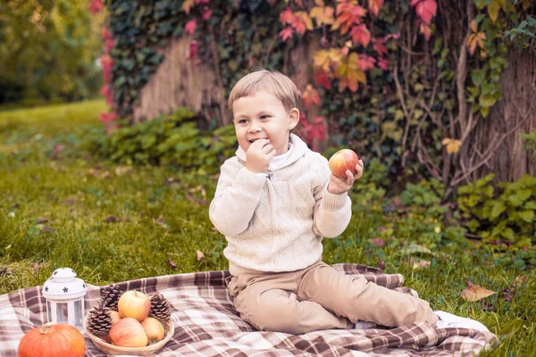 Um menino bonito de 3 anos caminha no parque de outono. Outono quente. Folhas vermelhas. Um menino em um jumper.Littel de malha . — Fotografia de Stock