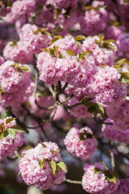 Sakura. Japon kiraz çiçeği. Bahar. Bahçe çiçek açmış. Pembe çiçekler. Isı.