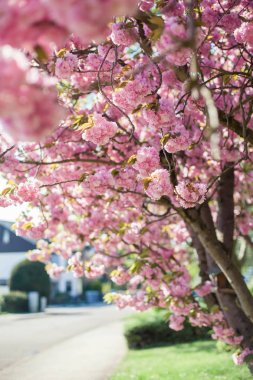 Sakura. Japon kiraz çiçeği. Bahar. Bahçe çiçek açmış. Pembe çiçekler. Isı.