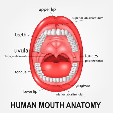Human mouth anatomy, open mouth with explaining clipart