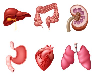 İç insan sindirim sistemi ayarlar