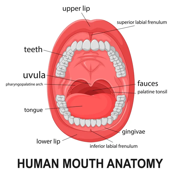 Anatomia della bocca umana, bocca aperta con spiegazione — Vettoriale Stock