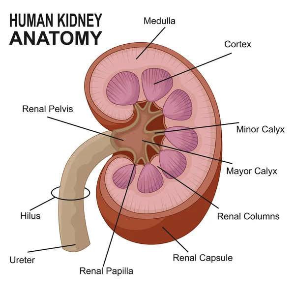 Dibujos animados de anatomía renal humana — Vector de stock