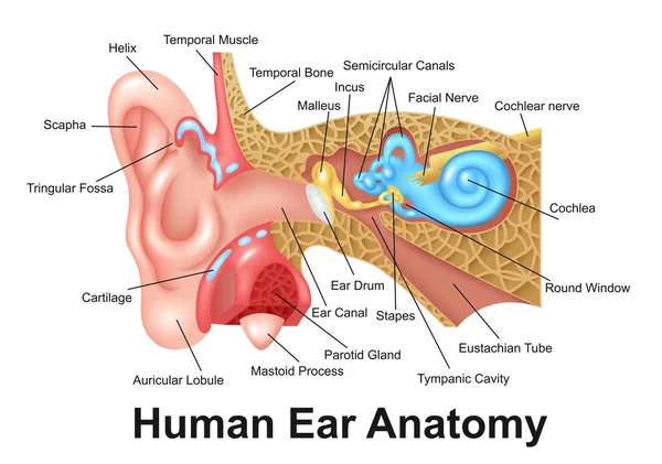 Anatomía detallada del oído humano — Vector de stock