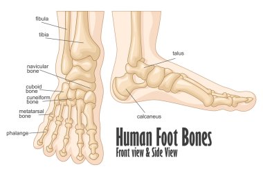 Human foot bones front and side view anatomy clipart