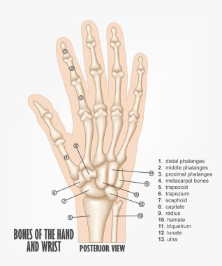 Kemikleri el ve bilek anatomi