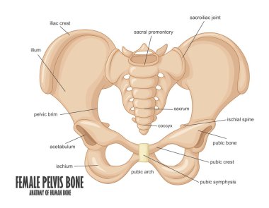 Kadın leğen kemiği anatomisi