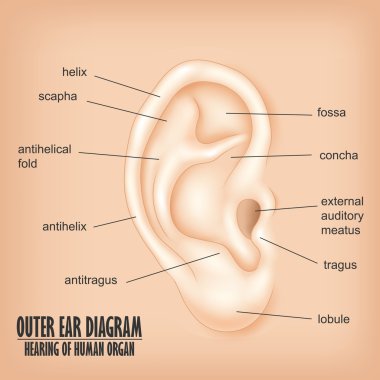 Dış kulak diyagramı işitme insan organ
