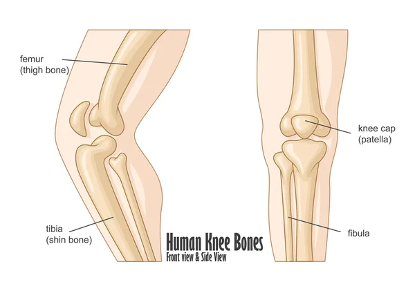 Huesos de rodilla humana anatomía frontal y lateral — Vector de stock