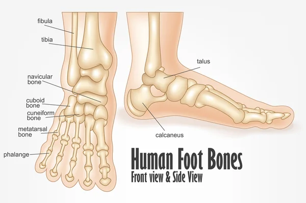 Lidská noha kosti přední a boční pohled anatomie — Stockový vektor