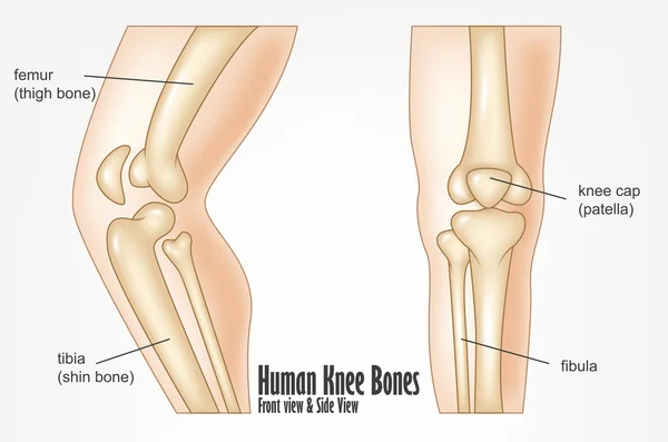 人間の膝の骨の前面・側面表示解剖学 — ストックベクタ
