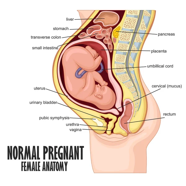 Normal hamile kadın anatomisi — Stok Vektör