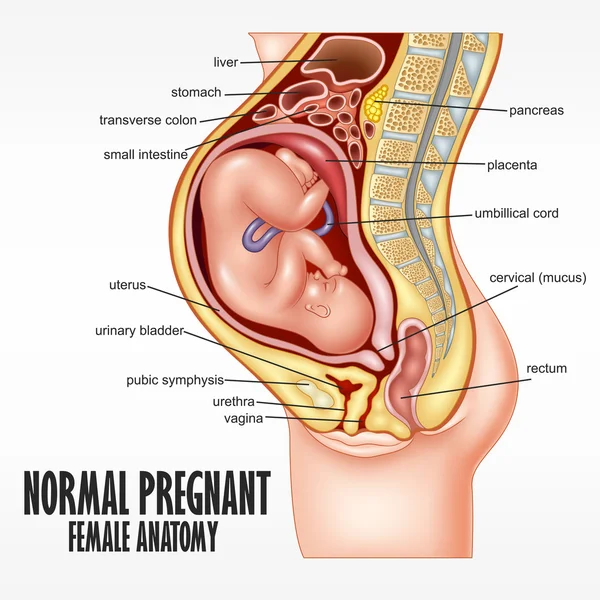 Normál terhes női anatómia — Stock Vector