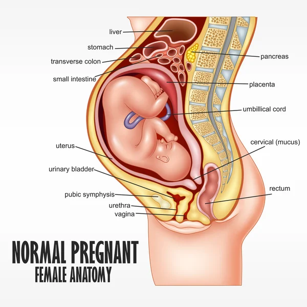 W ciąży normalne kobiecej anatomii — Wektor stockowy