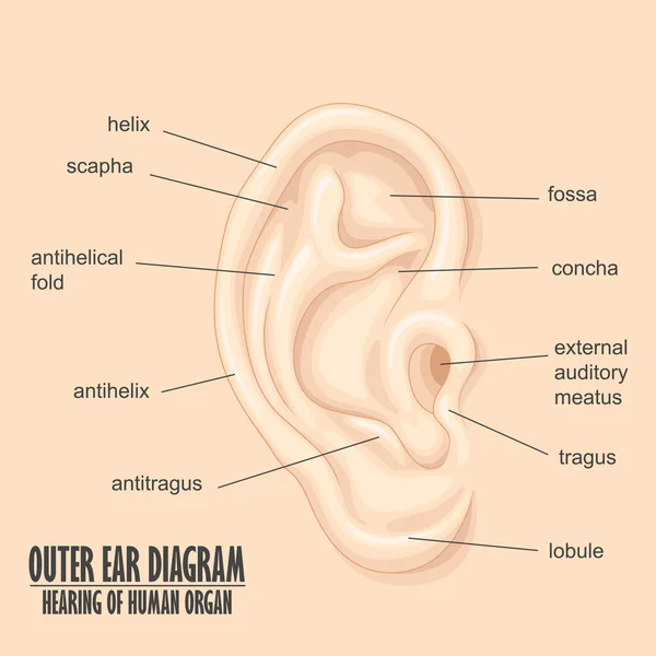 Vnější ucho Diagram slyšení lidského orgánu — Stockový vektor