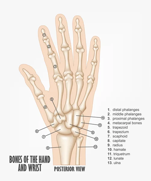 手と手首の解剖学の骨 — ストックベクタ