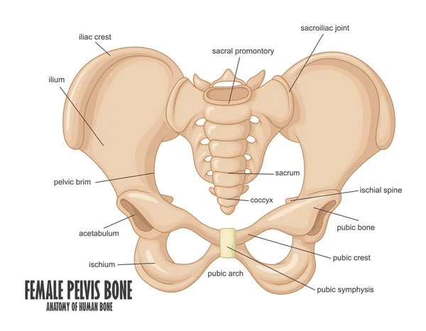 Anatomia óssea da pelve feminina — Vetor de Stock