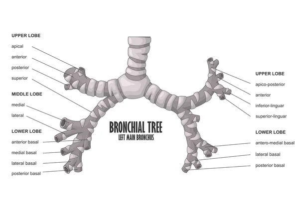 Árbol bronquial izquierdo bronquio principal anatomía humana — Vector de stock