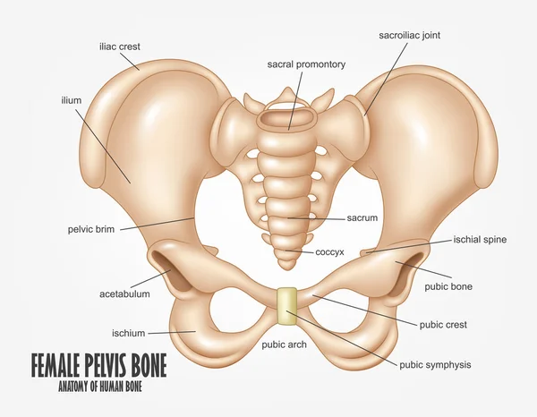 Vrouwelijke anatomie van het bot van het bekken — Stockvector