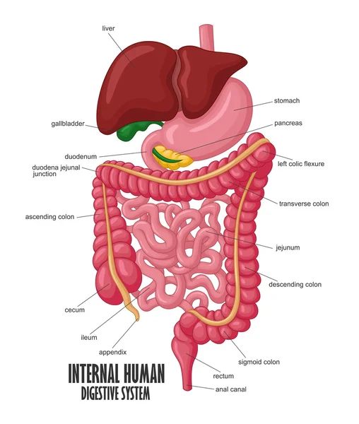 Delen av inre mänskliga matsmältningssystemet Illustration — Stock vektor