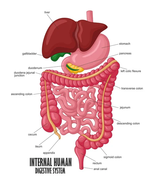 A parte da Ilustração do Sistema Digestivo Humano Interno —  Vetores de Stock