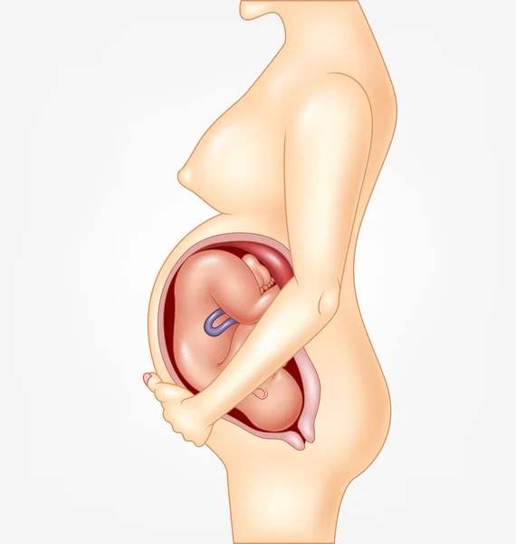 Normal Pregnant female ready to give birth — Stock Illustration Normal Pregnant female ready to give birth Stock Vector