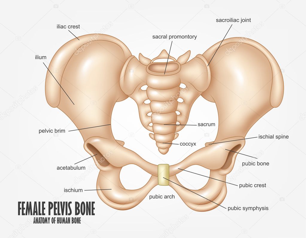 pelvis