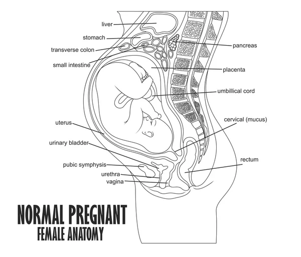 Normal hamile kadın anatomisi — Stok Vektör