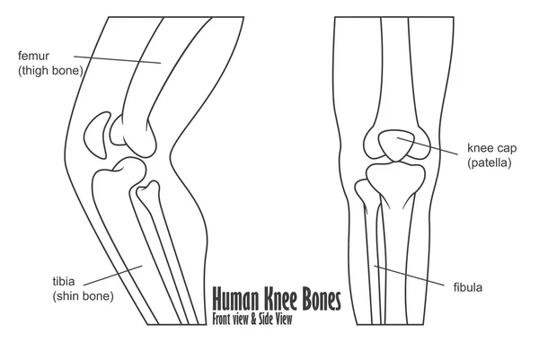 Anatomia delle ossa umane del ginocchio anteriore e laterale — Vettoriale Stock