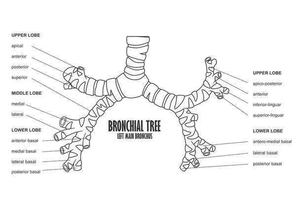 Árbol bronquial izquierdo bronquio principal anatomía humana — Vector de stock