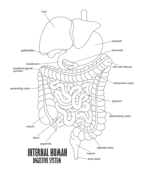 La parte del sistema digestivo umano interno Illustrazione — Vettoriale Stock