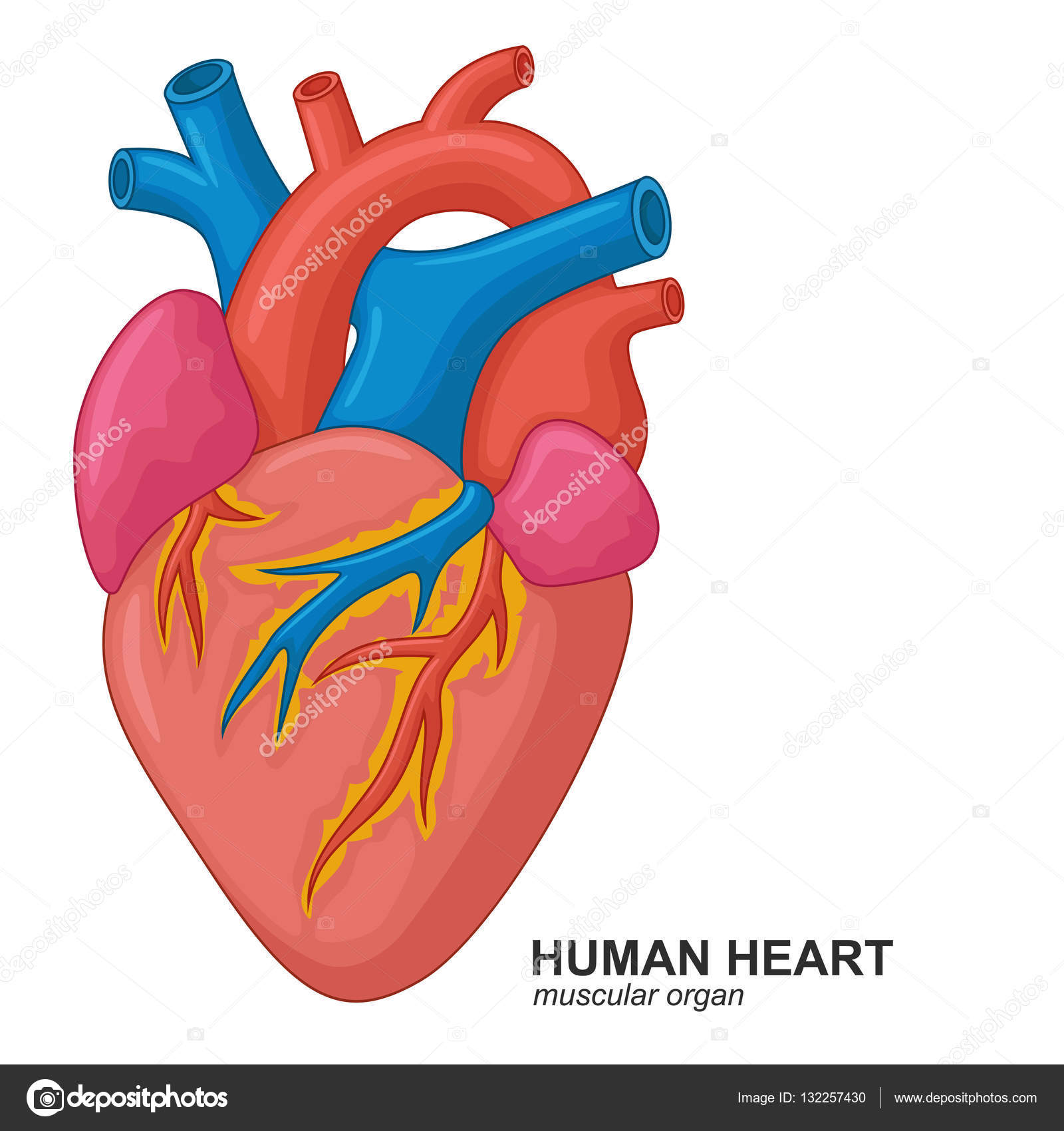 Foto De Coração Humano Desenho - MODISEDU