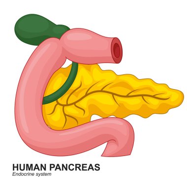 Human Internal Pancreas Cartoon clipart