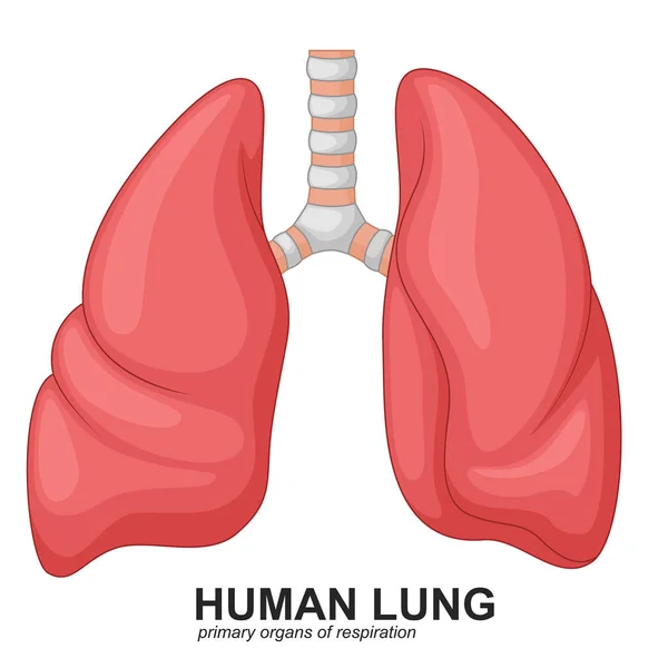 Pulmones humanos dibujos animados respiratorios — Vector de stock