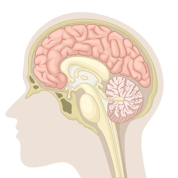 Medianvärde för sektion av den mänskliga hjärnan — Stock vektor