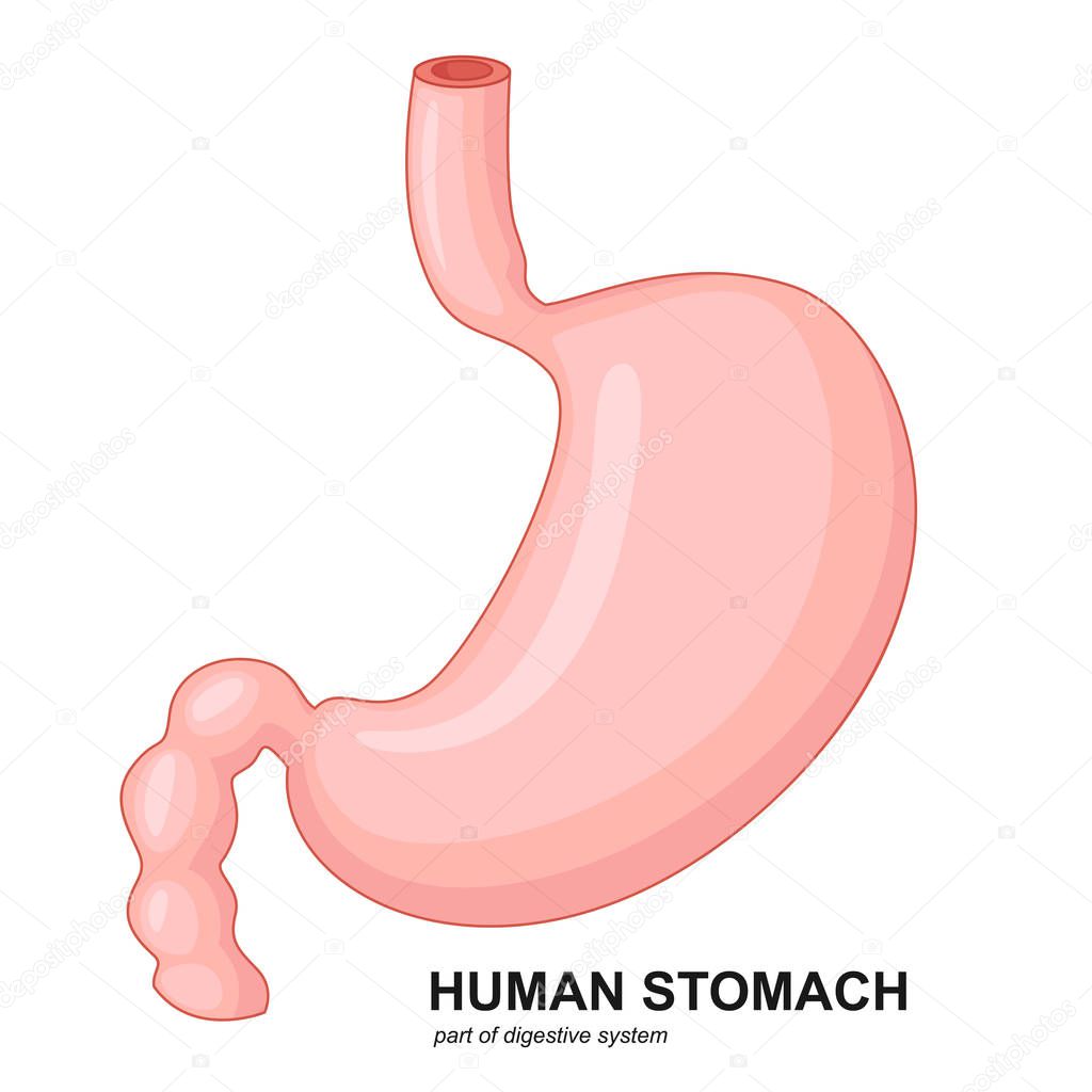 Human stomach cartoon
