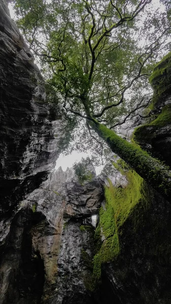 Tree Cave — Stock Photo, Image