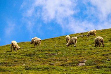 Alp otlaklarında otlayan bir grup koyun.