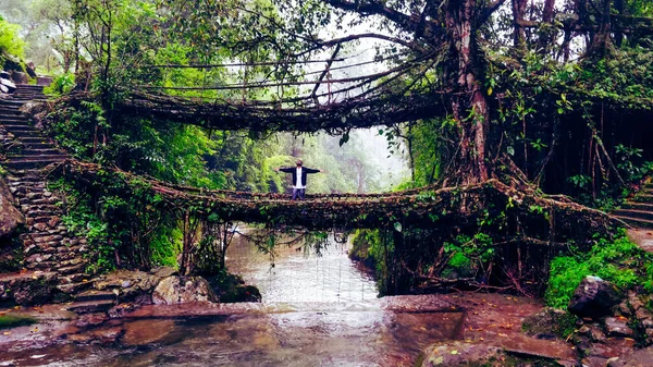 Remojo Los Puentes Raíces Vivas Meghalaya — Foto de Stock