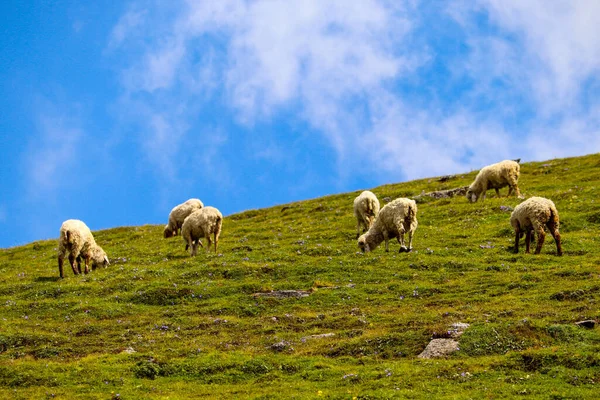 Alp otlaklarında otlayan bir grup koyun.