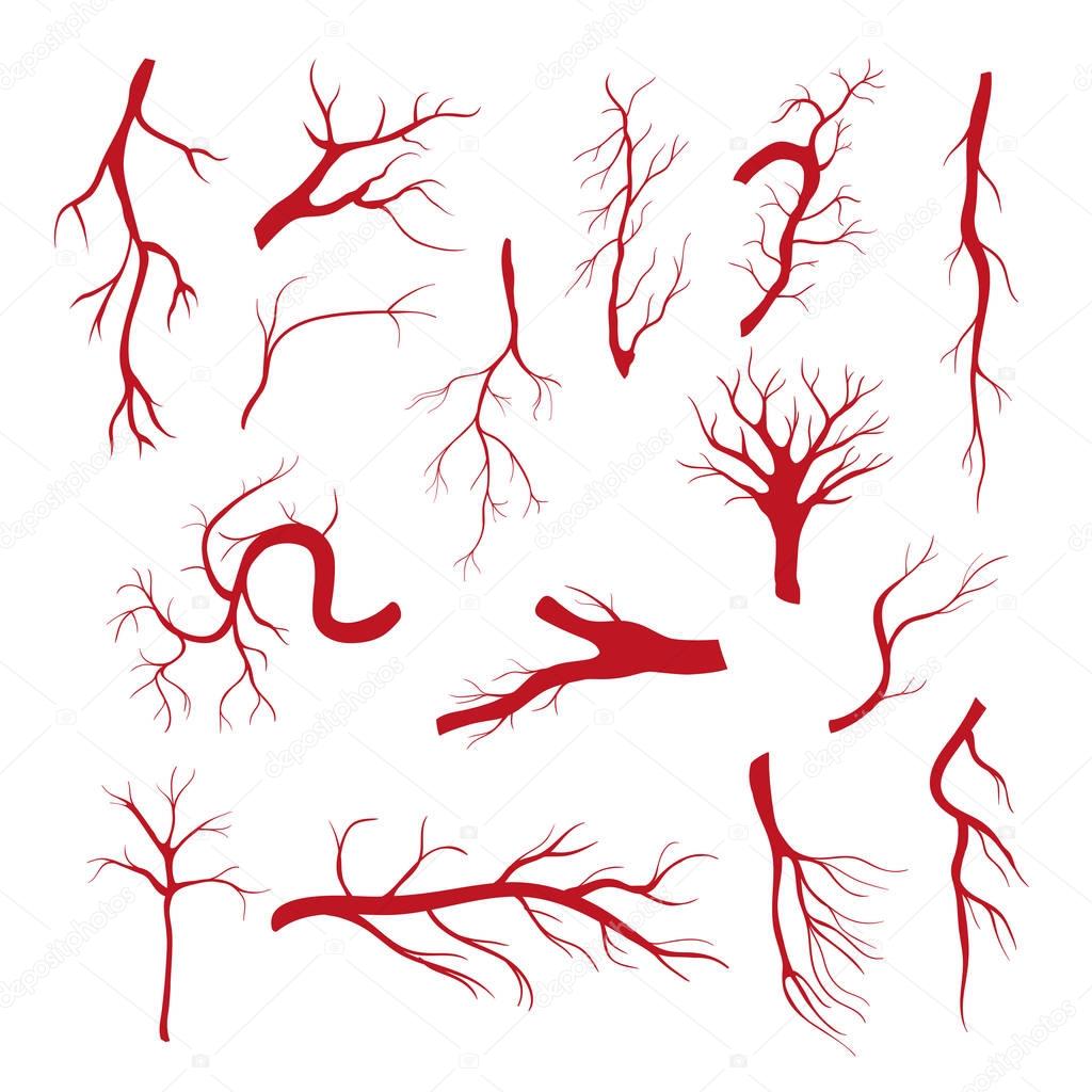 Set of blood vessels - modern vector isolated clip art