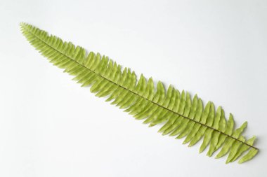 Eğreltiotu yaprağı beyaz arkaplanda izole